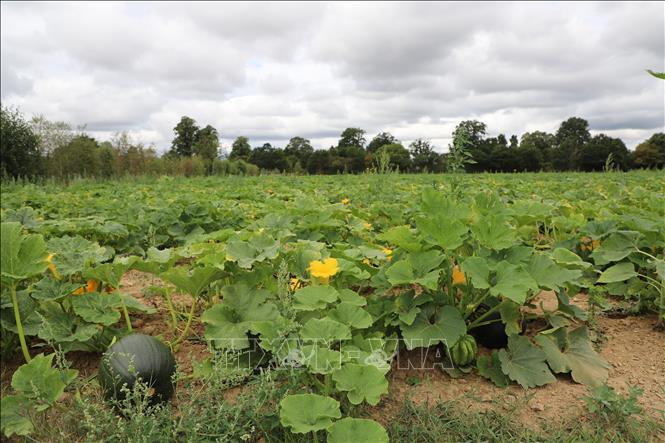 ສວນຜັກ. ພາບ: ຮືວຕ໋ຽນ/VNA ນັກຂ່າວອັງກິດ