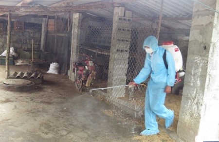 TP.HCM: Khẩn cấp phòng chống dịch tả lợn châu Phi trên địa bàn 24 quận, huyện - ảnh 1