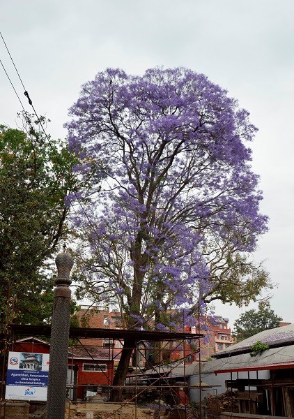 Kathmandu mùa phượng tím - ảnh 8