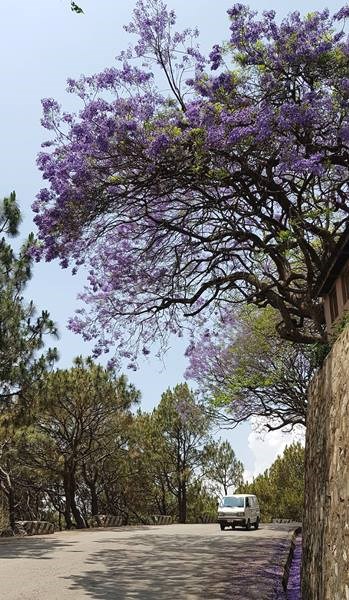 Kathmandu mùa phượng tím - ảnh 1