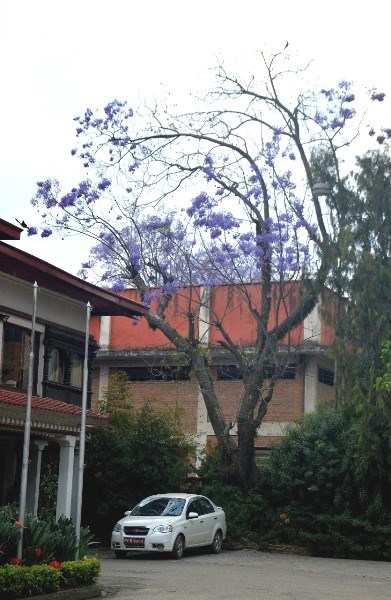 Kathmandu mùa phượng tím - ảnh 6