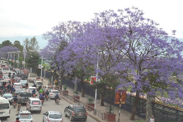 Kathmandu mùa phượng tím - ảnh 3