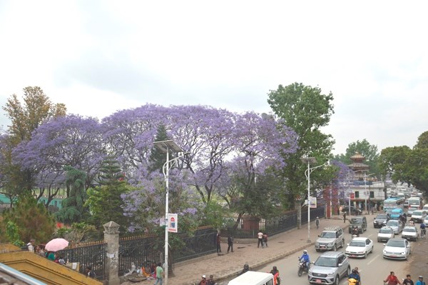 Kathmandu mùa phượng tím - ảnh 2