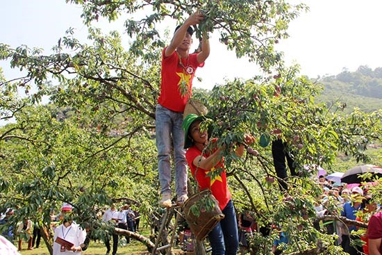 Bước chuyển mình của nông sản Sơn La - ảnh 1