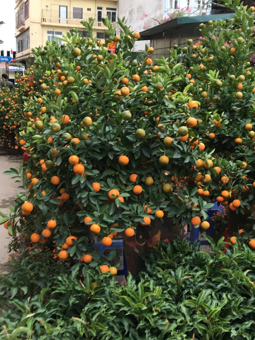 "Lượn" chợ hoa Tết - ảnh 3