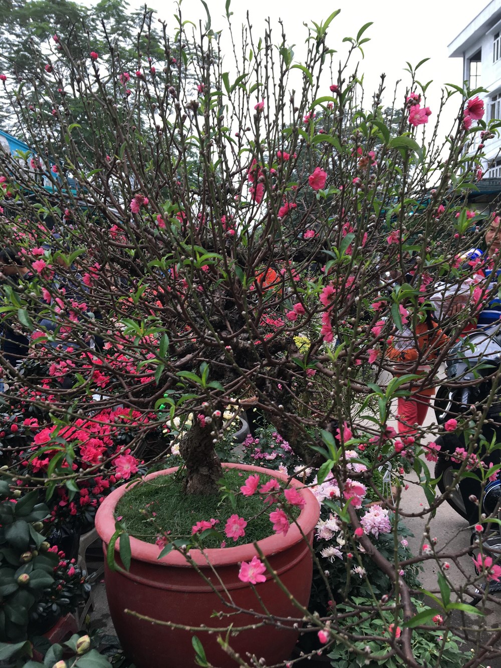 "Lượn" chợ hoa Tết - ảnh 2