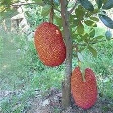 Cảnh báo thủ đoạn lừa bán cây, hạt giống - ảnh 2