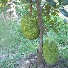 Cảnh báo thủ đoạn lừa bán cây, hạt giống - ảnh 1