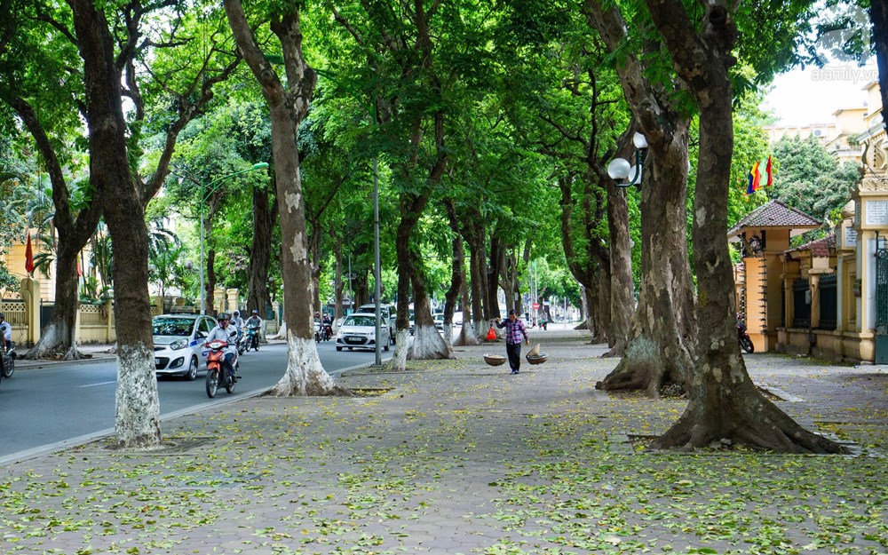 Hà Nội: Vẫn sẽ "bắt bệnh" cho cây bằng phương pháp thủ công - ảnh 1