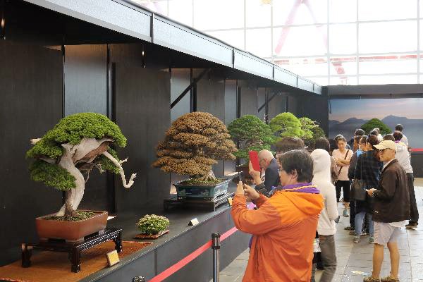 Việt Nam đăng cai Lễ hội Bonsai & Suiseki châu Á - Thái Bình Dương - ảnh 1