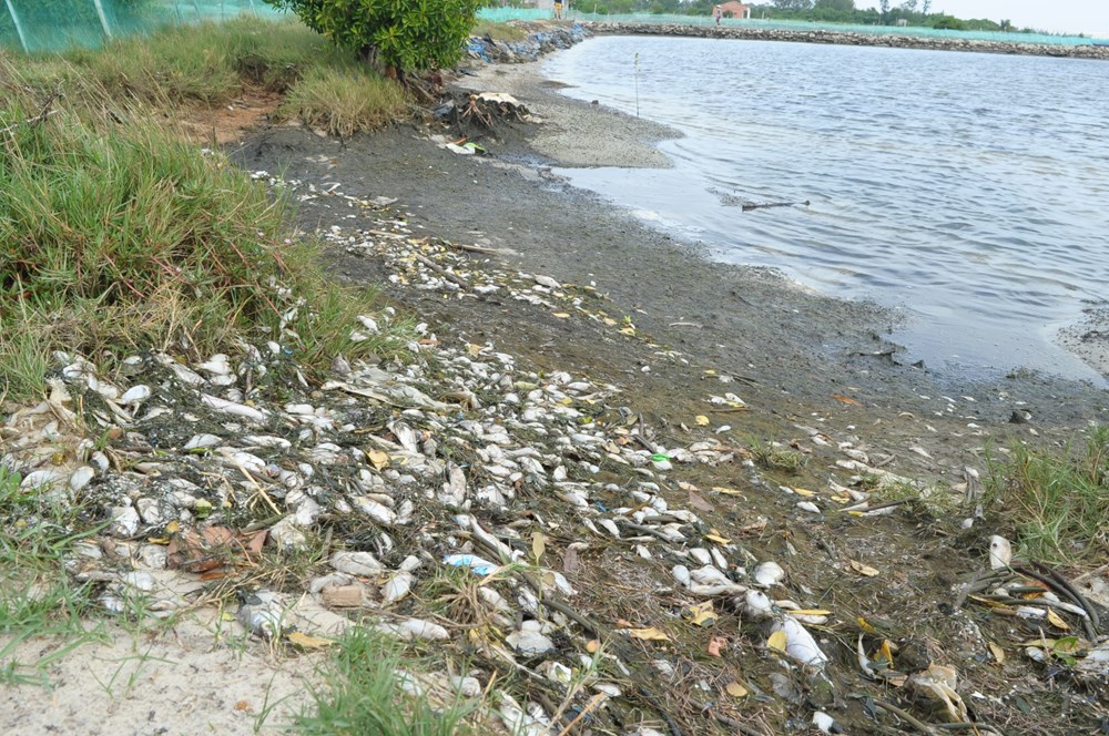 cá-chết-dọc-bờ-TG