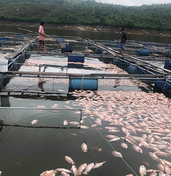 cá-chết-trà-cân