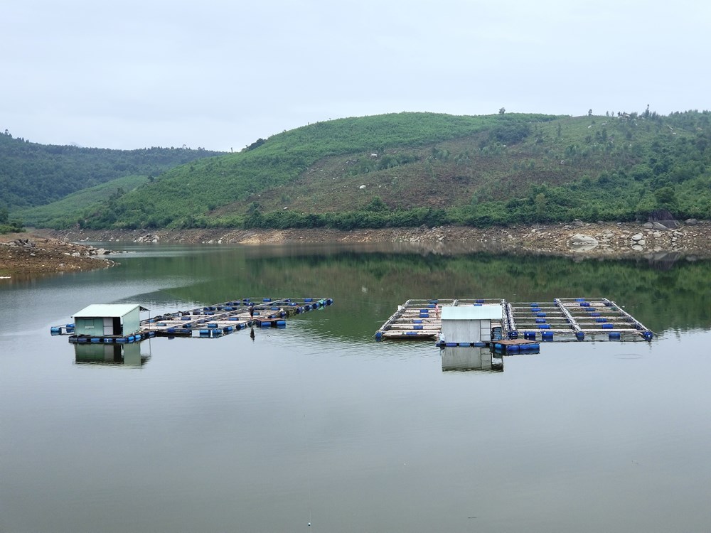 Quảng Nam: Hơn 50 tấn cá nuôi chết nổi trắng đập sau một đêm - ảnh 3