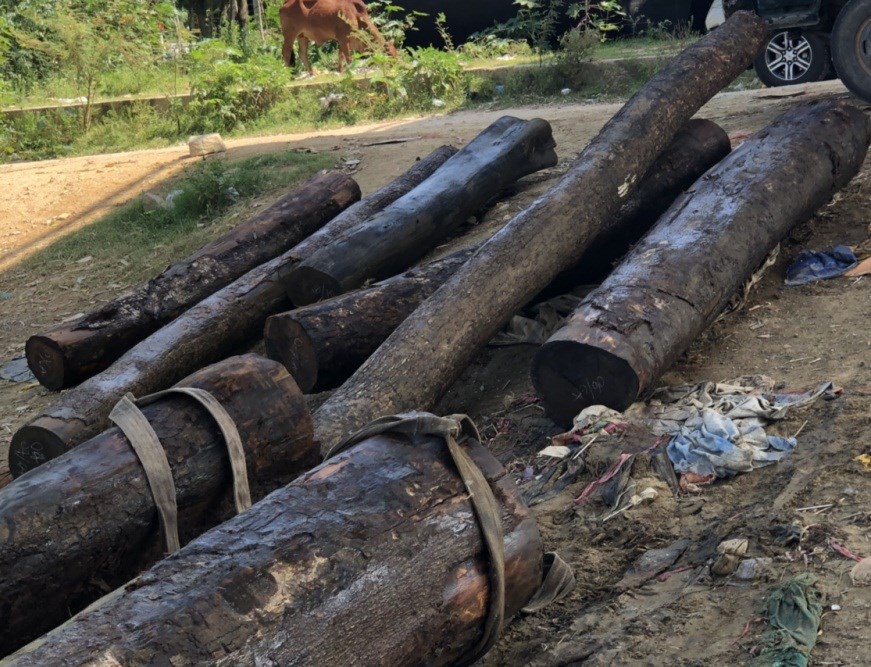 Bị truy đuổi, lâm tặc bỏ gỗ giữa sông để thoát thân - ảnh 3