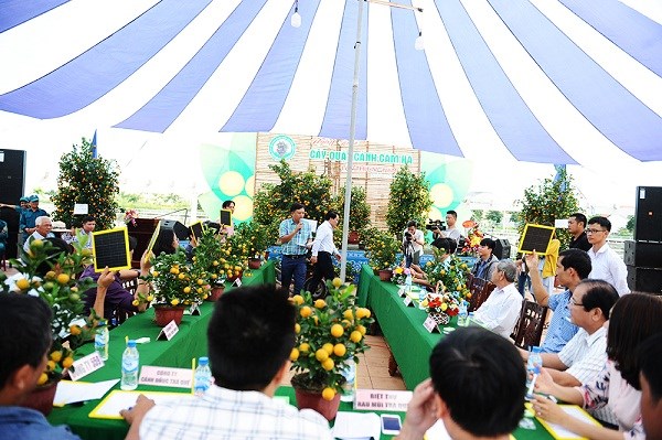 quật 5a-đấu giá
