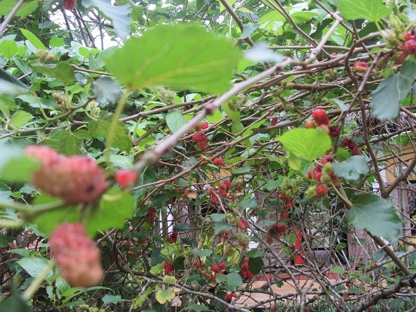 tơ-lụa-trồng-dâu