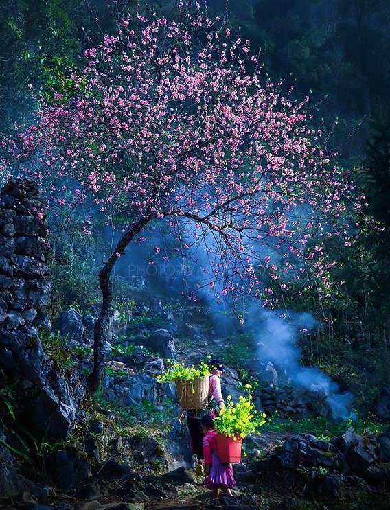 Xuân này, nhớ ngược lên phía Bắc - ảnh 1