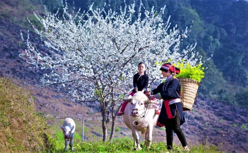 Xuân này, nhớ ngược lên phía Bắc - ảnh 5