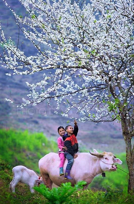 Xuân này, nhớ ngược lên phía Bắc - ảnh 7