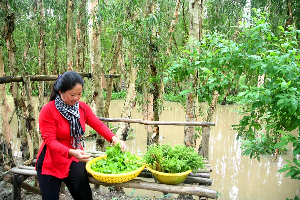 Mê mẩn Trà Sư mùa nước nổi - ảnh 5