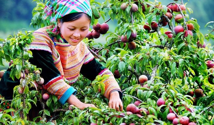 Festival cao nguyên trắng Bắc Hà 2019 - ảnh 2