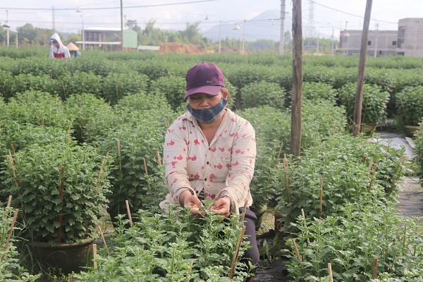 Xuân về trên thôn Vân Dương - ảnh 1