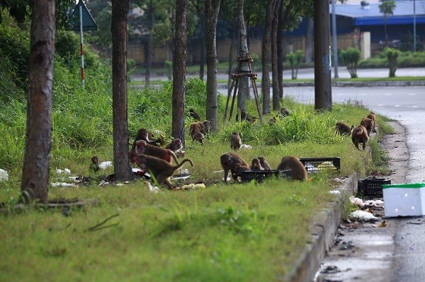 Khuyến cáo du khách không nên cho khỉ ăn trên bán đảo Sơn Trà - ảnh 1