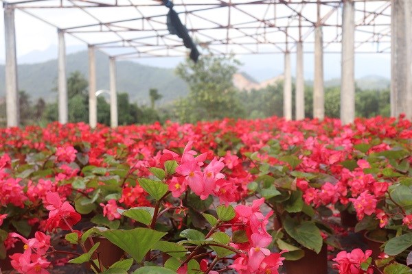 Xuân về trên thôn Vân Dương - ảnh 2