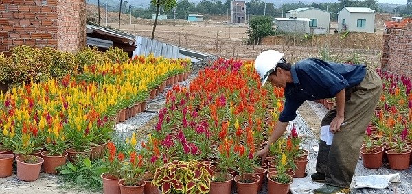 Xuân về trên thôn Vân Dương - ảnh 4