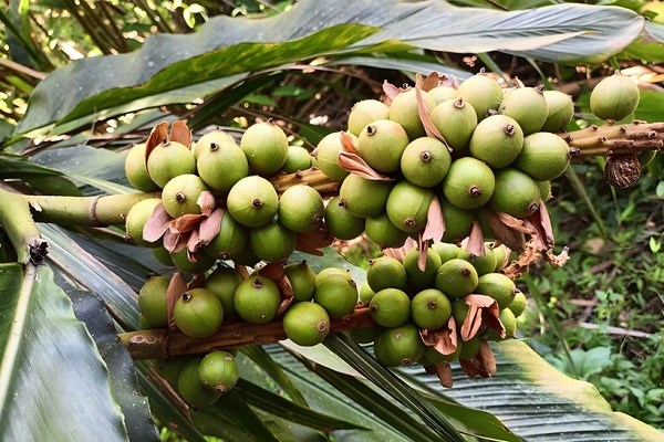 Thu hái lộc rừng, mở hướng thoát nghèo cho đồng bào dân tộc thiểu số - ảnh 1