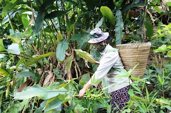 Thu hái lộc rừng, mở hướng thoát nghèo cho đồng bào dân tộc thiểu số - ảnh 2