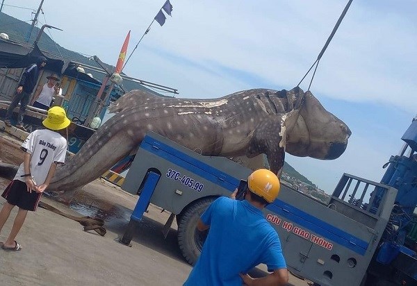 Xác cá voi nặng hơn hai tấn dạt vào bờ biển Nghệ An - ảnh 2