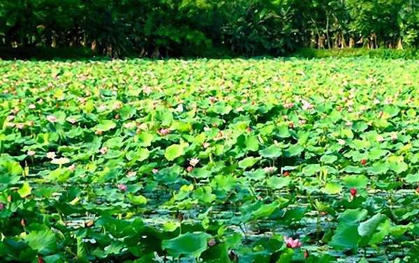 Tháng Năm về thăm Làng Sen quê Bác - ảnh 4
