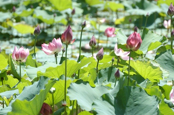 Tháng Năm về thăm Làng Sen quê Bác - ảnh 5