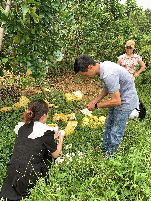 Người dân Hà Tĩnh phấn khởi khi đặc sản bưởi Phúc Trạch được mùa - ảnh 6