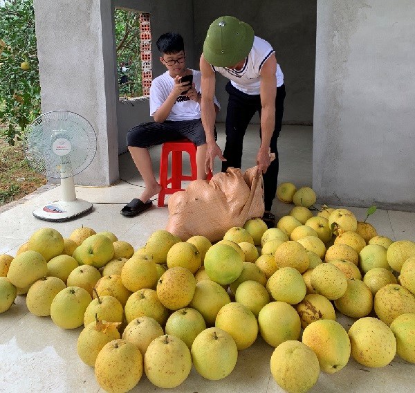 Người dân Hà Tĩnh phấn khởi khi đặc sản bưởi Phúc Trạch được mùa - ảnh 2