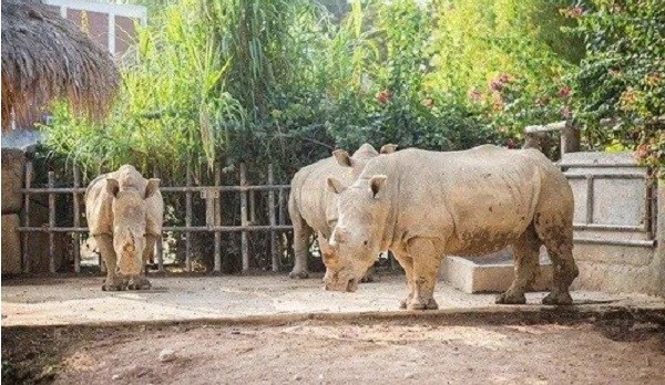 Điều tra nguyên nhân 6 con tê giác chết bất thường tại Nghệ An - ảnh 1