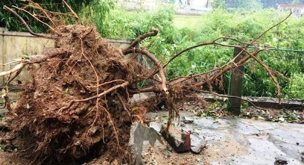 Nghệ An: Giông lốc làm tốc mái hàng chục ngôi nhà, nhiều diện tích lúa, rau màu hư hại - ảnh 2