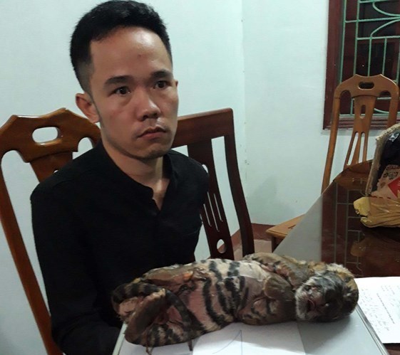 Nghệ An: Bắt đối tượng vận chuyển 2 cá thể hổ trái phép - ảnh 1