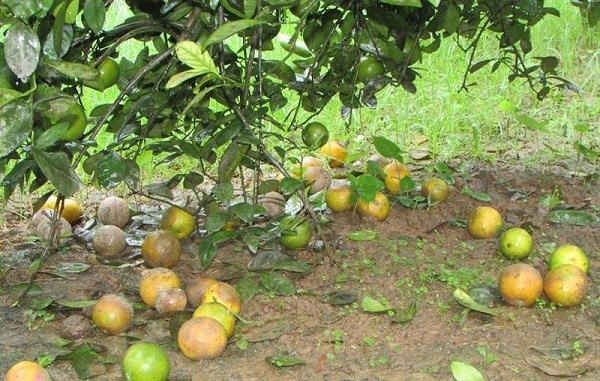 Nghệ An: Hàng loạt cam rụng vì nhiễm bệnh - ảnh 1