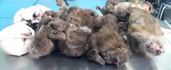Bắt giữ đối tượng vận chuyển trái phép 15 cá thể động vật hoang dã - ảnh 1