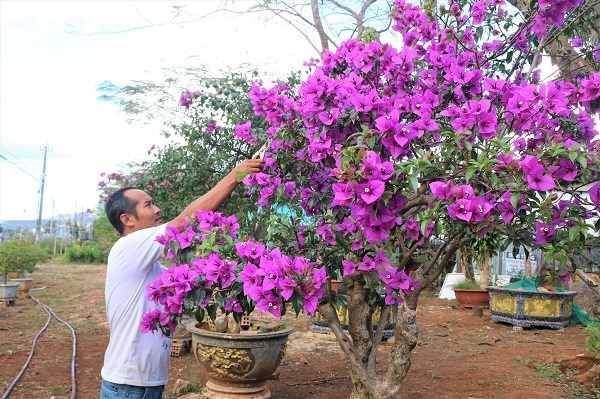 Gia Lai: Nghề trồng hoa ngũ sắc hút khách dịp Tết - ảnh 1