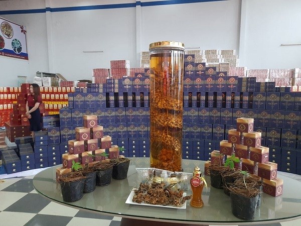 Vụ doanh nghiệp công bố trồng 10 ha Sâm Ngọc Linh ở Kon Tum: Trồng Sâm trên “giấy” - ảnh 1
