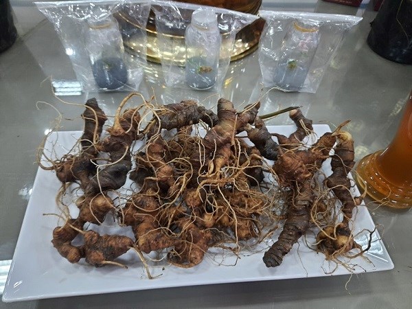 Kon Tum: Chính quyền ngỡ ngàng khi doanh nghiệp công bố trồng 10 ha Sâm Ngọc Linh - ảnh 2