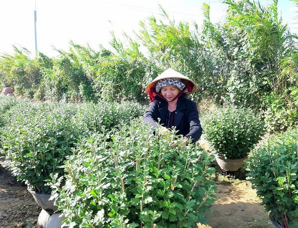 Làng hoa Bình Lâm rực sắc màu vào vụ Tết - ảnh 2