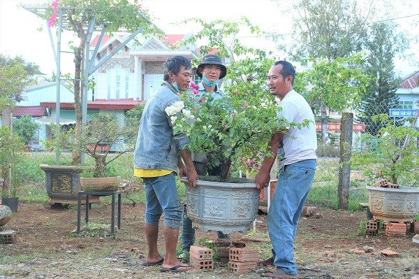 Gia Lai: Nghề trồng hoa ngũ sắc hút khách dịp Tết - ảnh 2