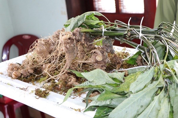 Kon Tum: Phát hiện vụ vận chuyển sâm Ngọc Linh giả - ảnh 2