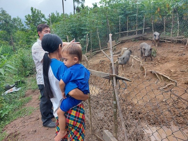 Kon Tum:  Vì sao dự án hỗ trợ heo giống cho đồng bào không hiệu quả - ảnh 2