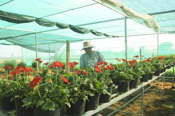 Làng hoa Bình Lâm rực sắc màu vào vụ Tết - ảnh 3
