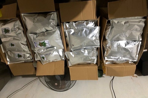 Lâm Đồng: Tạm giữ đối tượng trồng và sản xuất số lượng lớn cần sa - ảnh 2